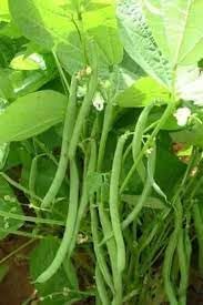 Bean Seeds for Planting - 100 pcs