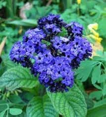 Heirloom Heliotrope Marine Flower Seeds, Non-GMO Fragrant Purple Blooms for Pollinator Garden Planting