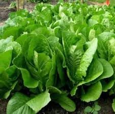 Lettuce Heirloom Seeds for Planting - 100 pcs