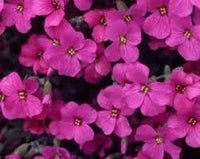 Aubretia Lila Flower Seeds – Heirloom, Non-GMO, Colorful Ground Cover Blooms for Garden Planting
