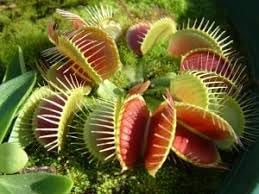 Heirloom Non-GMO Carnivorous Plant Seeds for Garden Planting – Unique Insect-Trapping Variety