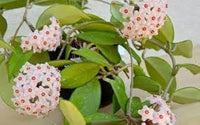 Hoya carnosa orchid ball flower seeds for planting in indoor pots or hanging planters