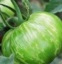 Green Big Tomato Seeds for Planting - 100 pcs