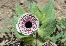 Mimulus Pictus Flower Seeds – Heirloom Non-GMO Spotted Monkey Blooms for Unique Garden Planting