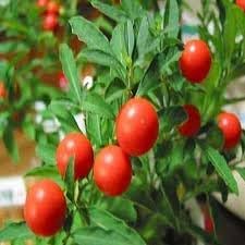 Ashwagandha plant seeds