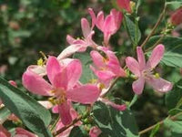 Lonicera Tatarica Flower Seeds, Heirloom, Non-GMO Seeds for Planting
