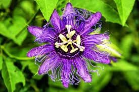 Passion Flower Seeds, Heirloom, Non-GMO Seeds for Planting - Flower for planting in home garden