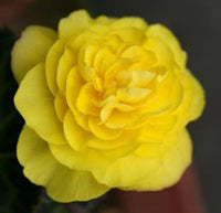 Begonia Tuberous Non Stop yellow flower seeds for continuous blooming pots