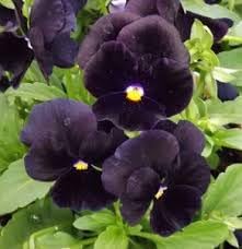Heirloom Wanchen Pansy Flower Seeds for Planting, Non-GMO