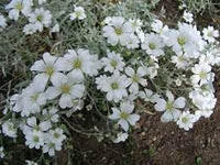 Heirloom Silver Carpet Flower Seeds for Garden Planting, Non-GMO, Drought-Tolerant Ground Cover Blooms