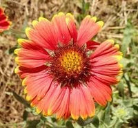 Heirloom Non-GMO Gaillardia Tokajer Flower Seeds for Planting – Drought-Tolerant Summer Blooms - Non-GMO for planting in home garden