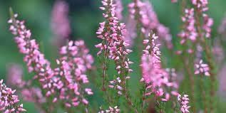 Heather Flower Planting Seeds 100 pcs
