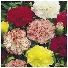 Carnation Flower Seeds Heirloom Non GMO Planting - 100