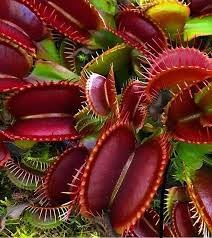 Catchfly Flower Seeds – Heirloom, Non-GMO Flower Seeds for Planting - Flower for planting in home garden