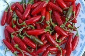 Apache Chili Pepper Seeds for Planting - 100 pcs