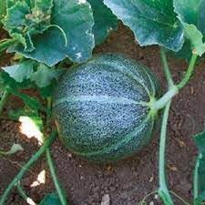 Pocket Melon Fruit Seed Pack for Small, Sweet Melon Varieties 100 pcs