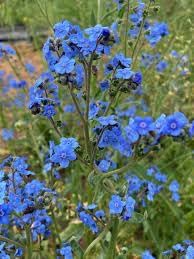 Heirloom Cynoglossum Flower Seeds for Garden Planting, Non-GMO, Blooms for Cottage Gardens