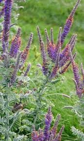 Heirloom Amorpha Canescens Flower Seeds for Garden Planting, Non-GMO, Prairie Wildflower Blooms