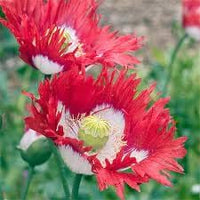 Danish Flower Seeds for Planting 100 -Hierloom Flower Seeds