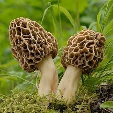 Morchel Vegetable Seeds for Planting - 100 pcs