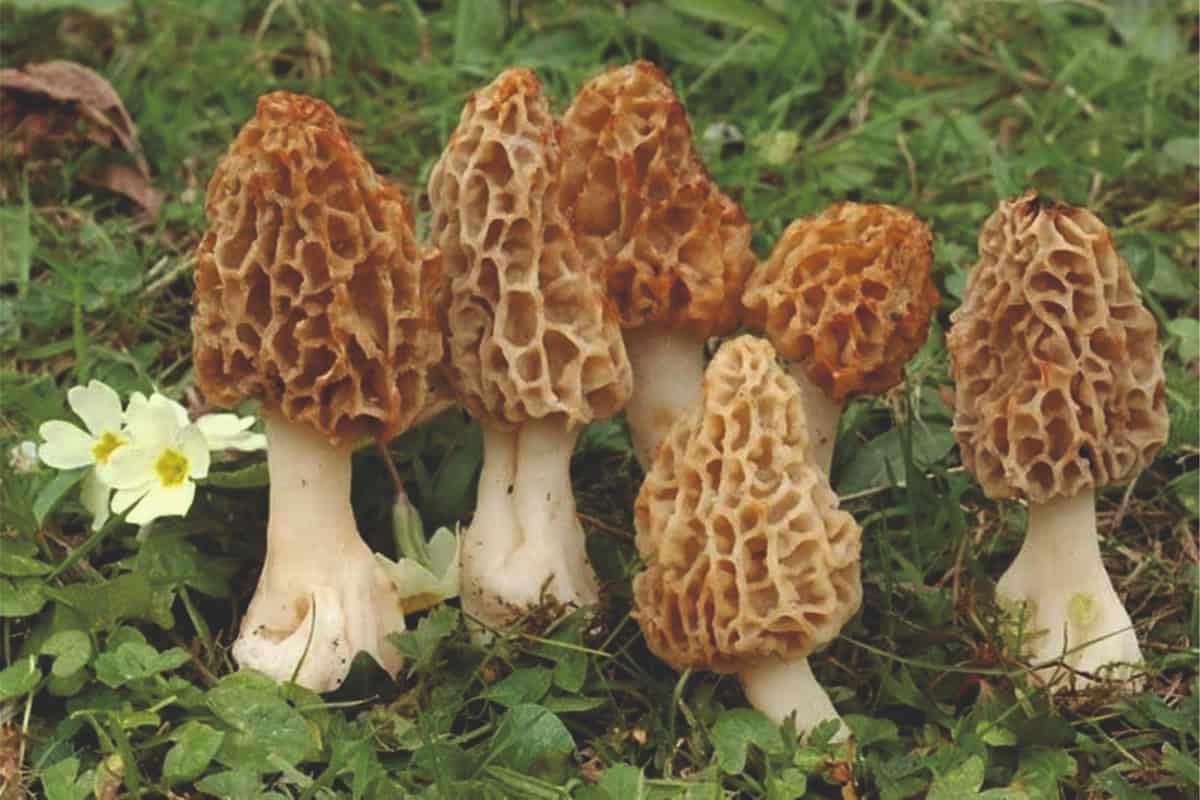Morel Mushroom Morchella spp. spores for indoor planting
