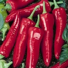 Jim Legacy Pepper Seeds for Planting - 100 pcs