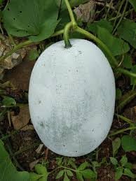 Winter Melon Benincasa hispida seeds for garden planting