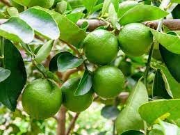 Lime Plant Seeds for Growing Fresh and Zesty Limes at Home -NON GMO Seeds