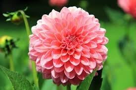 Heirloom Dahlia Flower Seeds for Planting 100 - Dahlia for planting in home garden