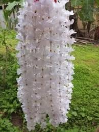 Rhynchostylis Retusa Alba Flower Seeds – Heirloom Non-GMO Seeds for Exotic Orchid Garden Planting