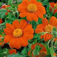Heirloom Non-GMO Tithonia Flower Seeds for Vibrant Orange Butterfly Garden Planting