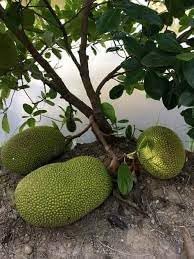 JackFruit Seeds for Planting - Growing Sweet & Nutritious Tropical Fruits, Heirloom Seeds