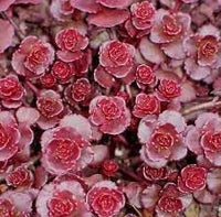 Heirloom Stonecrop Flower Seeds for Garden Planting, Non-GMO, Drought-Tolerant Succulent Blooms