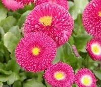 Organic Pink Bellis Flower Seeds for Planting – Heirloom, Non-GMO