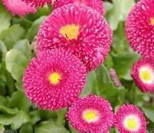 Organic Pink Bellis Flower Seeds for Planting – Heirloom, Non-GMO