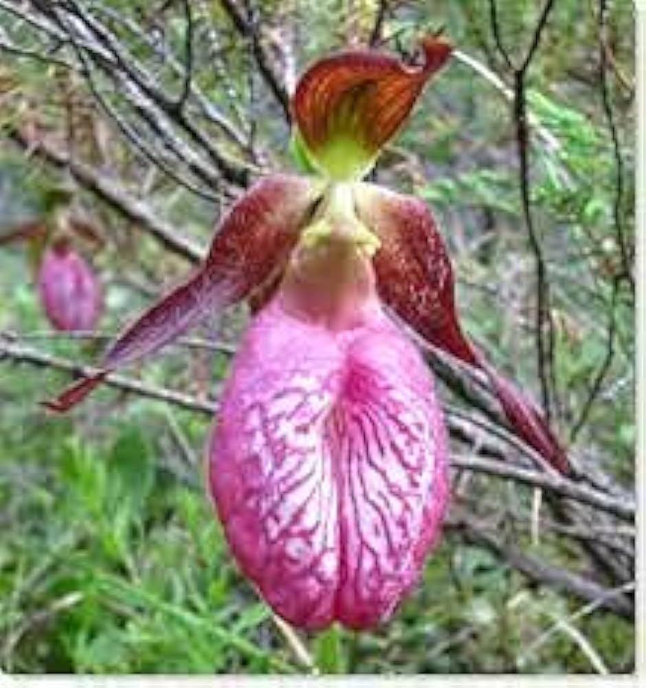 Pink Lady's Slipper Orchid Rare Wildflower Seeds