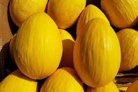 Honey Melon Fruit Seeds for Growing Sweet and Refreshing Melons 100 pcs