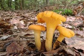 Yellow Mushroom Seeds for Planting - 100 pcs