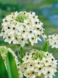 Heirloom Ornithogalum Saundersiae Flower Seeds for Garden Planting, Non-GMO, Starry White Blooms for Borders