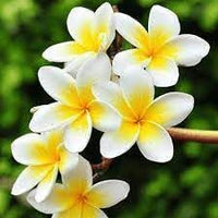 Frangipani Flower Seeds for planting in home garden