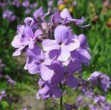 Matthiola Bicornis Seeds for Planting – Organic, Heirloom, Non-GMO Flower Seeds