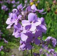 Matthiola Bicornis Seeds for Planting – Organic, Heirloom, Non-GMO Flower Seeds