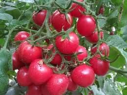 Dark Pink Tomato Seeds for Planting - 100 pcs