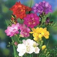 Heirloom Non-GMO Fresia Flower Seeds for Vibrant Garden Blooms and Outdoor Planting