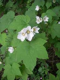 Heirloom Non-GMO Rubus Parviflorus Flower Seeds for Planting – Edible Thimbleberry Blooms for Wild Gardens - Non-GMO for planting in home garden
