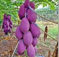 Heidelbeeren Fruit Seeds - Grow Blueberries for a Delicious and Healthy Harvest 100 pcs