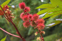 Castor Bean Plant Seeds for Planting – Non-GMO, Heirloom Seeds for Garden