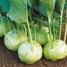 Kohlrabi Vegetable Seeds for Planting - 100 pcs
