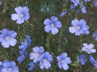 Heirloom Flax Flower Seeds for Garden Planting, Non-GMO, Delicate Blue Blooms for Wildflower Meadows