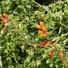 Eccremocarpus Scaber Flower Seeds – Heirloom Non-GMO Seeds for Vibrant Climbing Garden Planting